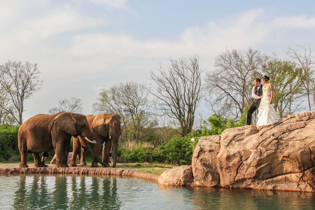 nashville zoo, luxury wedding nashville, outdoor, african themed, safari, wedding 101