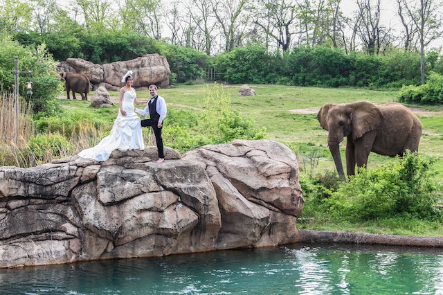 nashville zoo, luxury wedding nashville, outdoor, african themed, safari, wedding 101