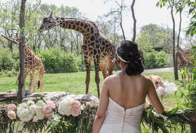 nashville zoo, luxury wedding nashville, outdoor, african themed, safari, wedding 101