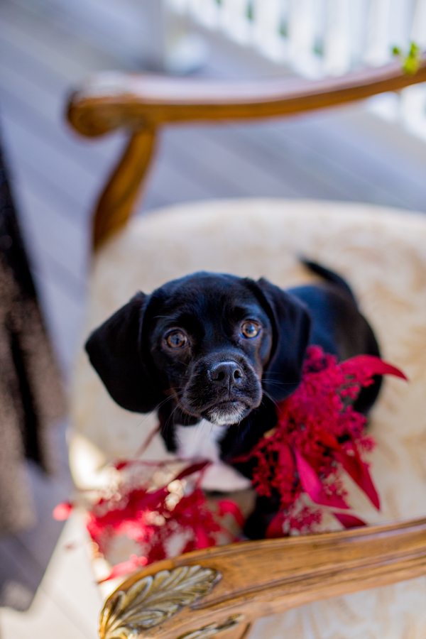 Wedding Puppy
