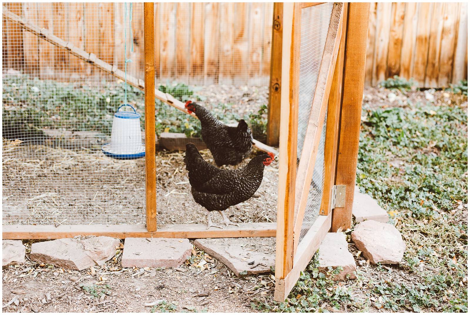 chickens | Red Aspen Photography