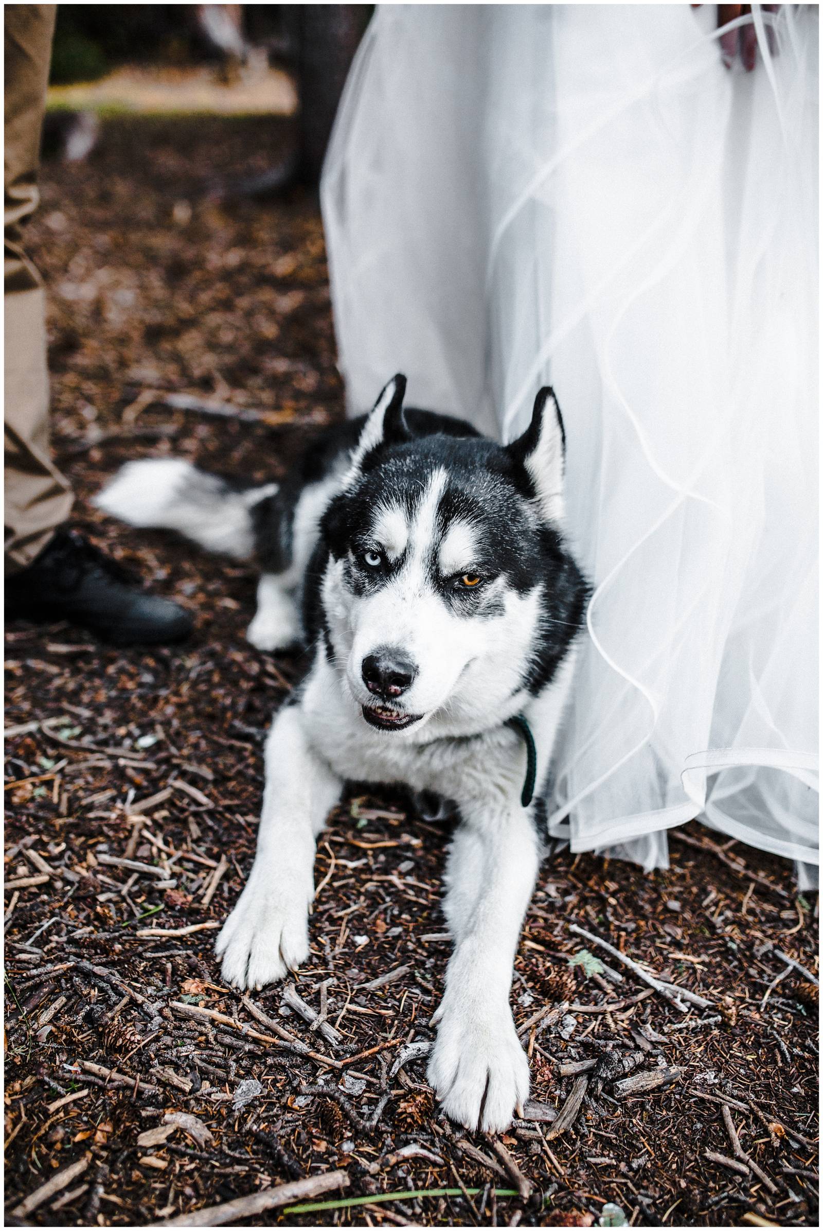 husky dog at elopement