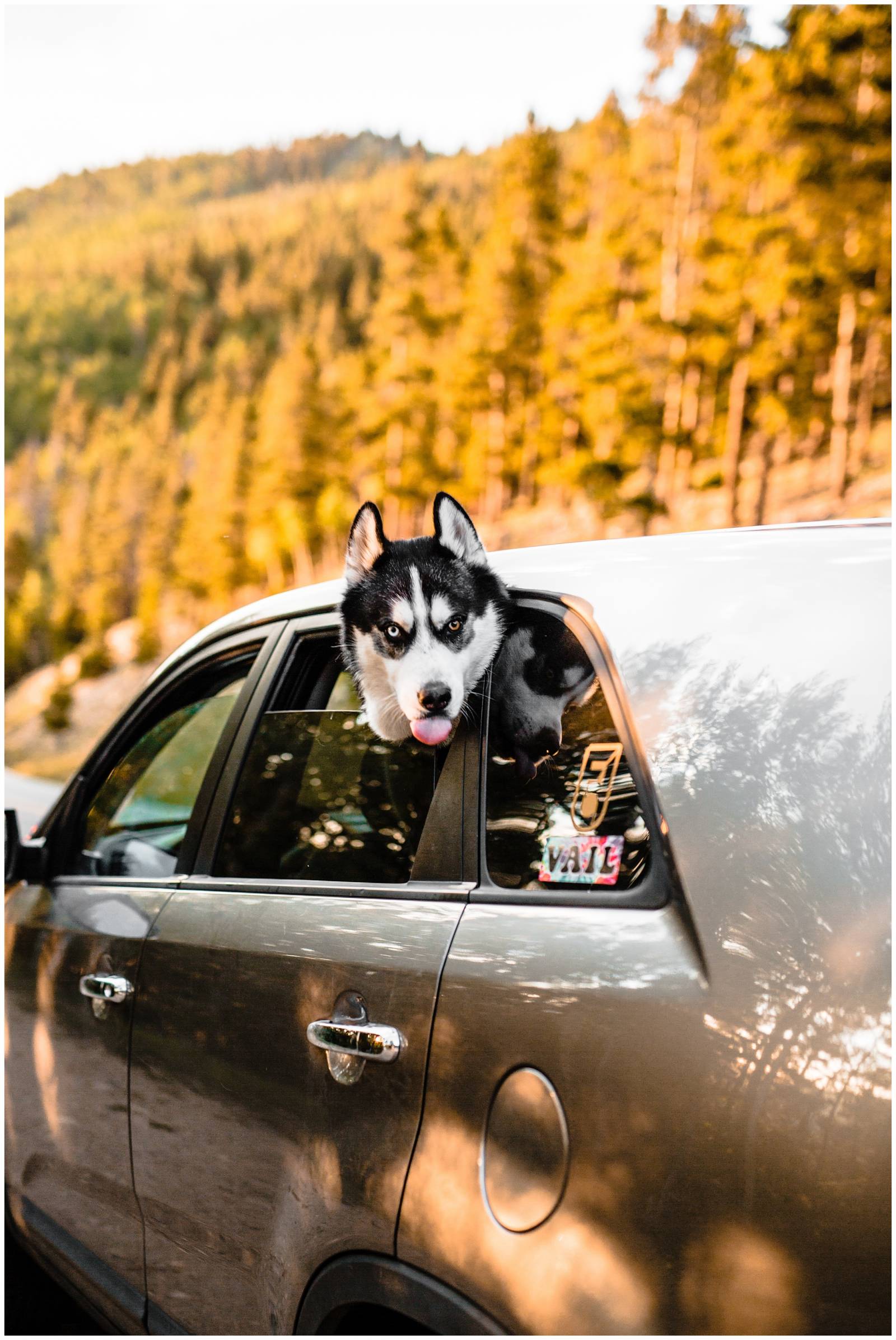 dog leaving Colorado mountains after elopement