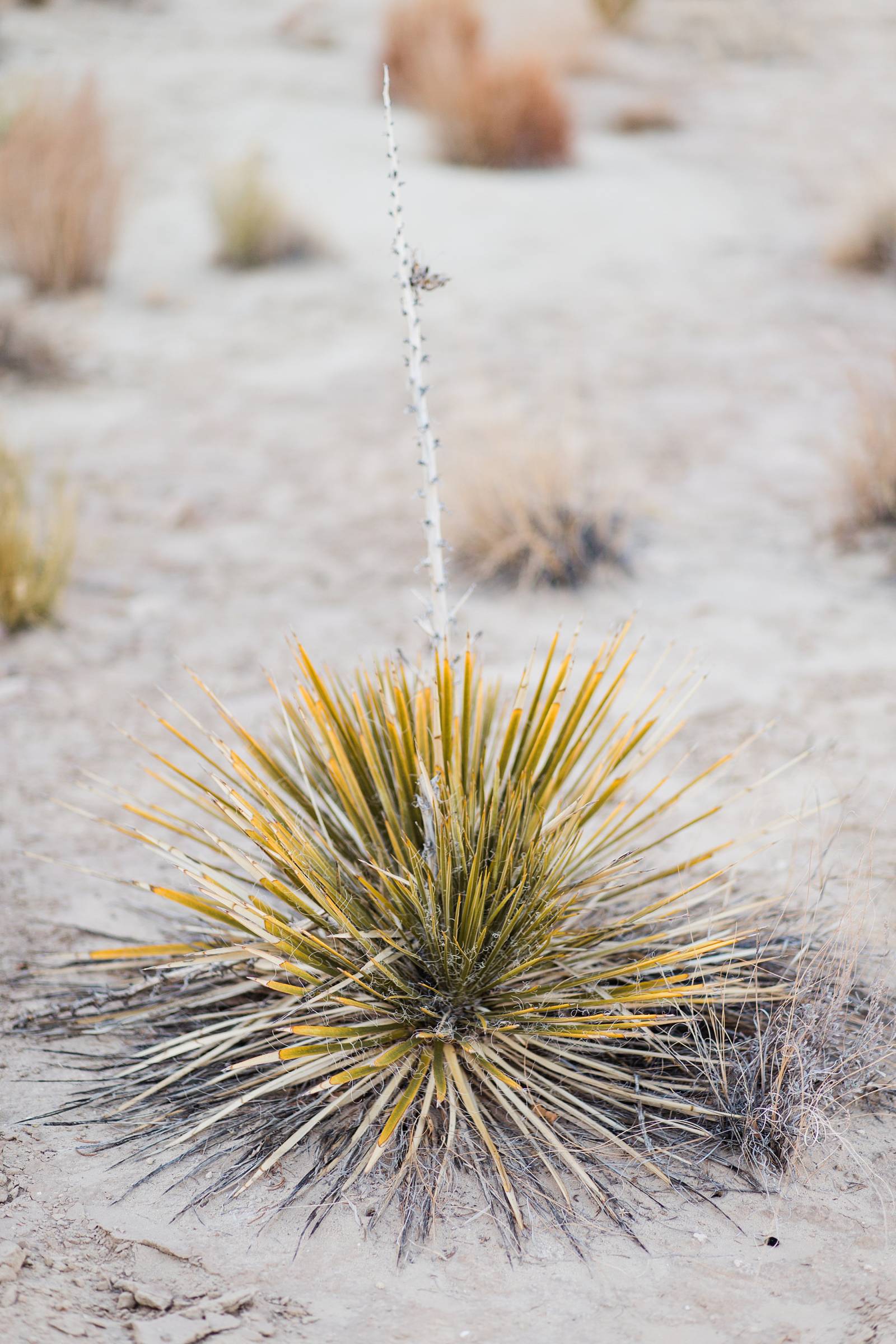 Southwestern summer engagement inspiration captured by New Mexico Wedding Photographer, Arielei Kinz