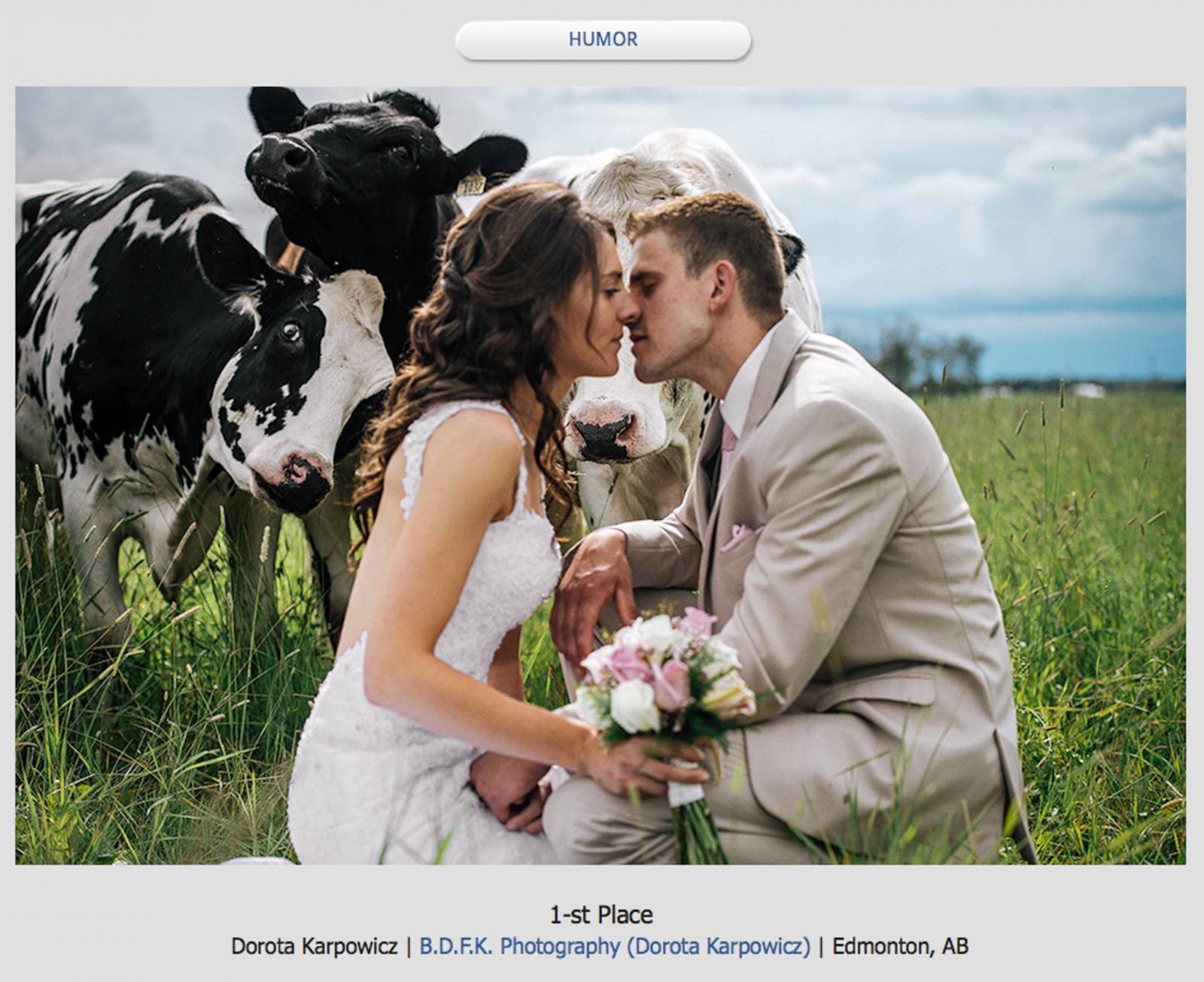 bride and groom and the cows