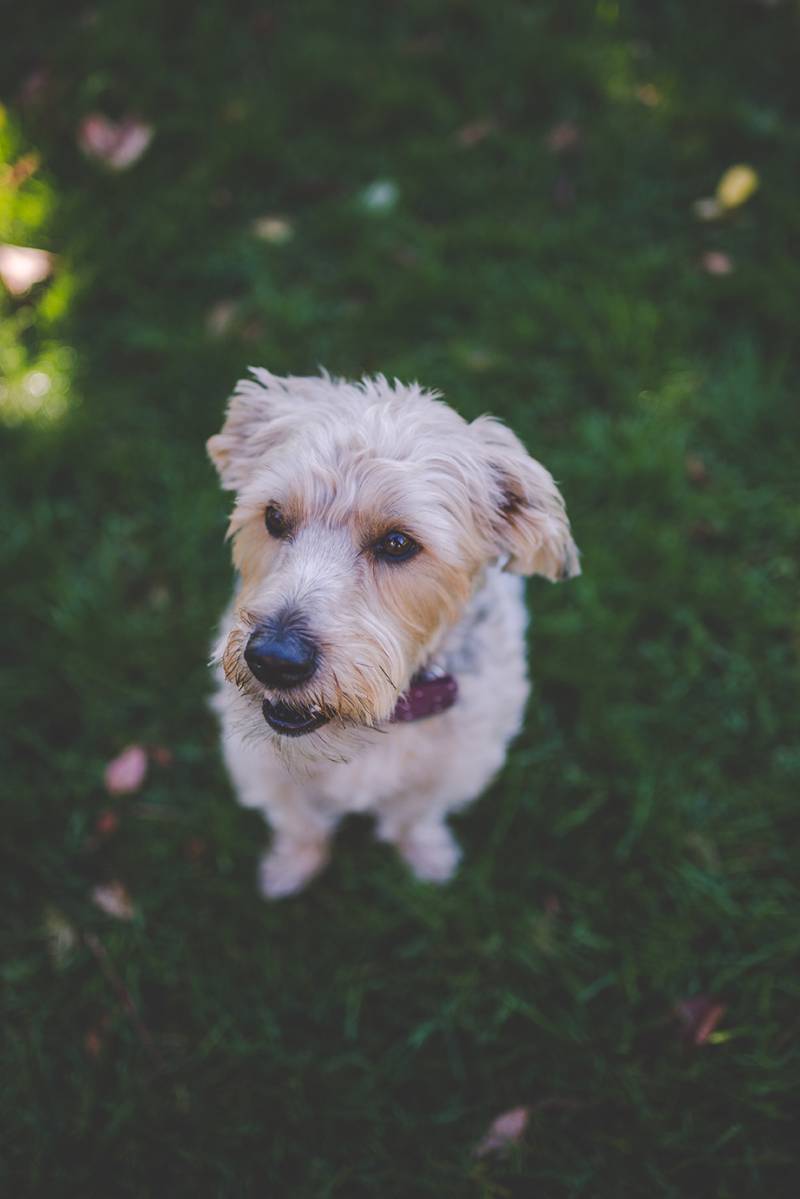 dog friendly wedding, dog ring bearer