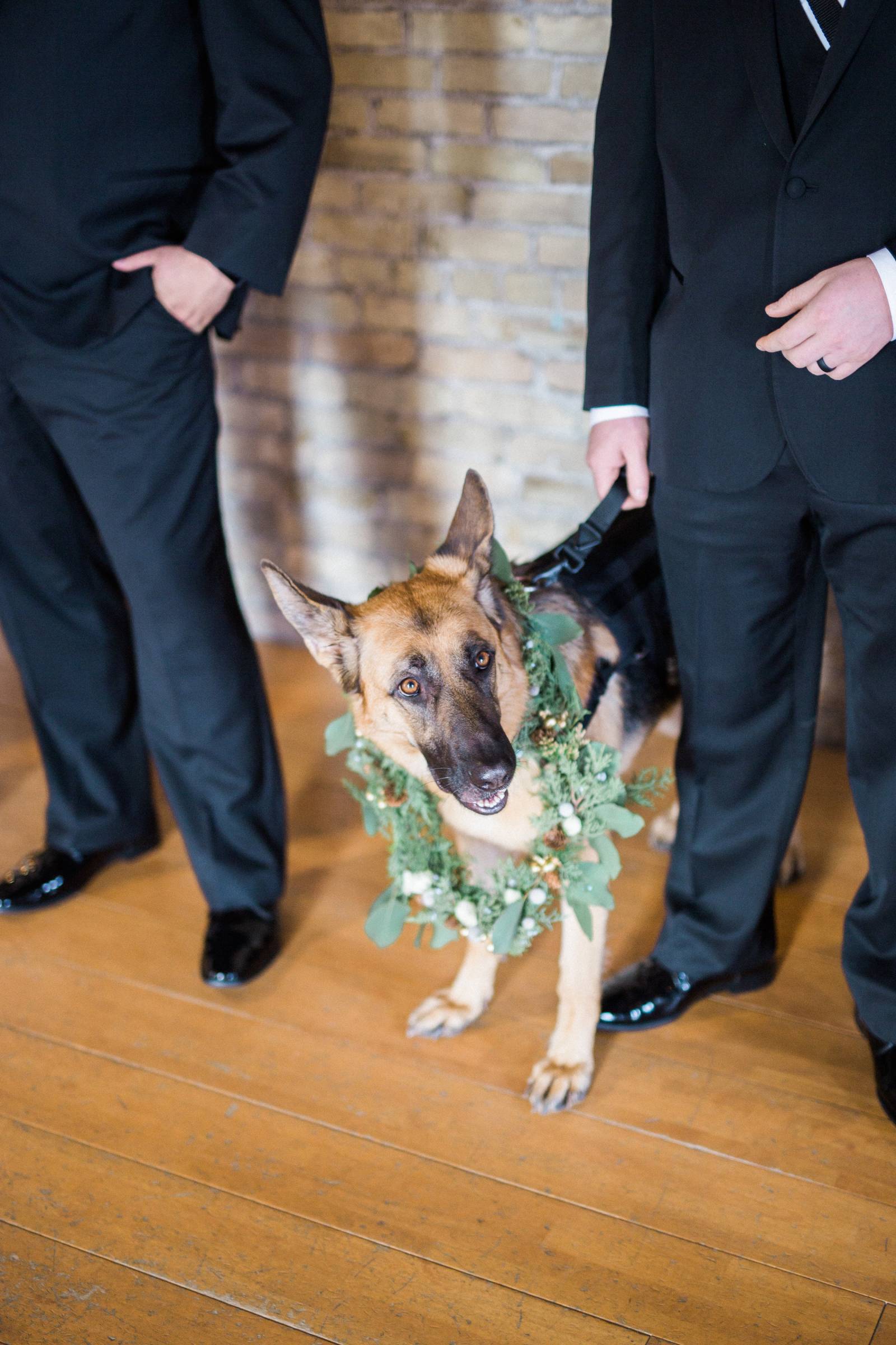 dog at wedding, dog friendly, pets at wedding