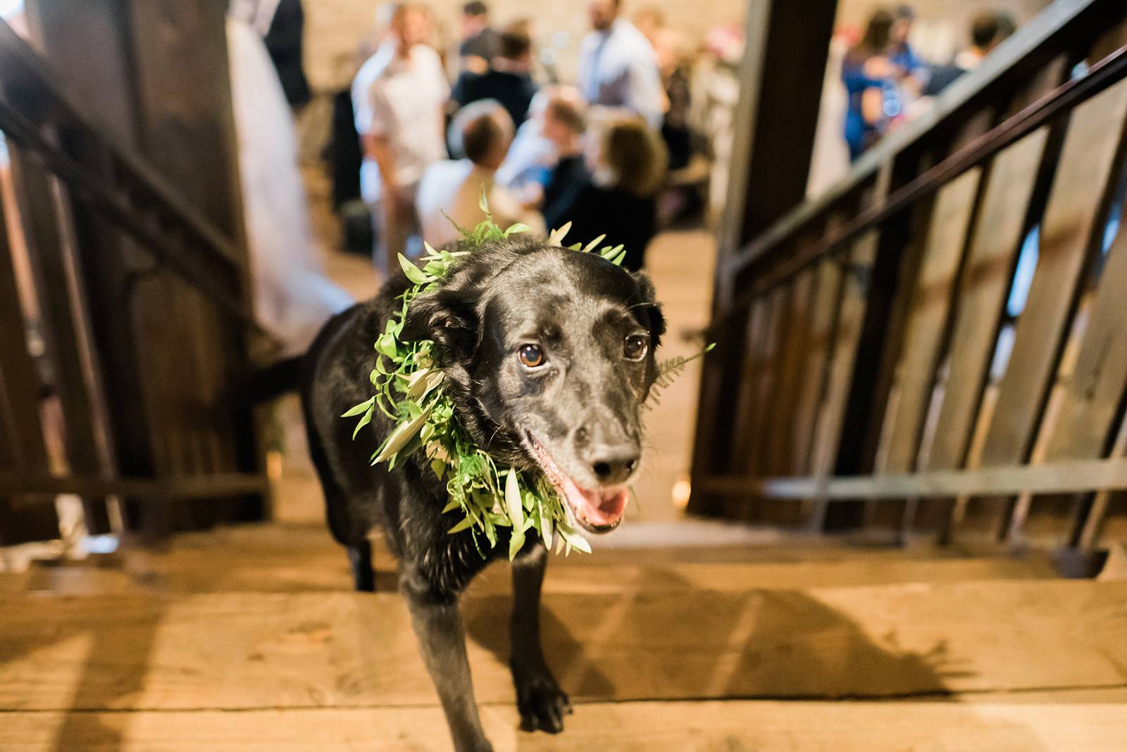 dog dogs bridesmaid dog friendly wedding pets at wedding