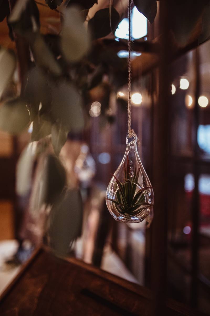 hanging air plants, succulents