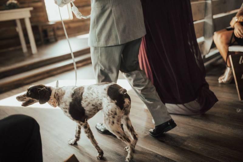 dog friendly wedding, dogs at weddings, pets at weddings