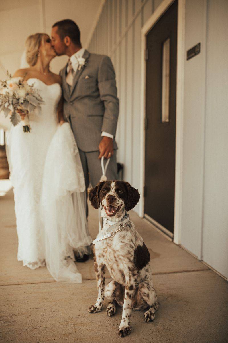 dog friendly wedding, dog wedding, pets at weddings