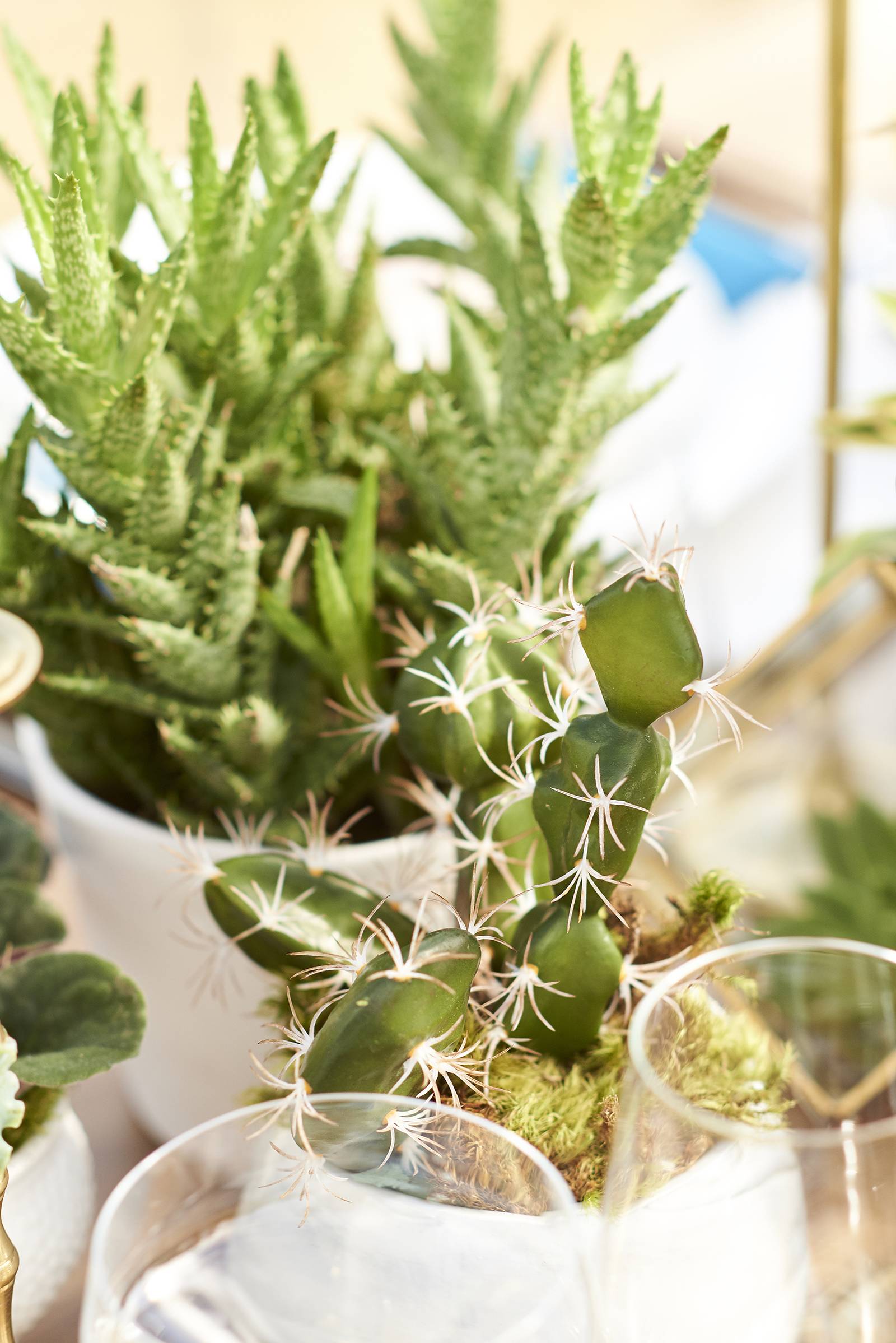 cactus wedding potted plant decor