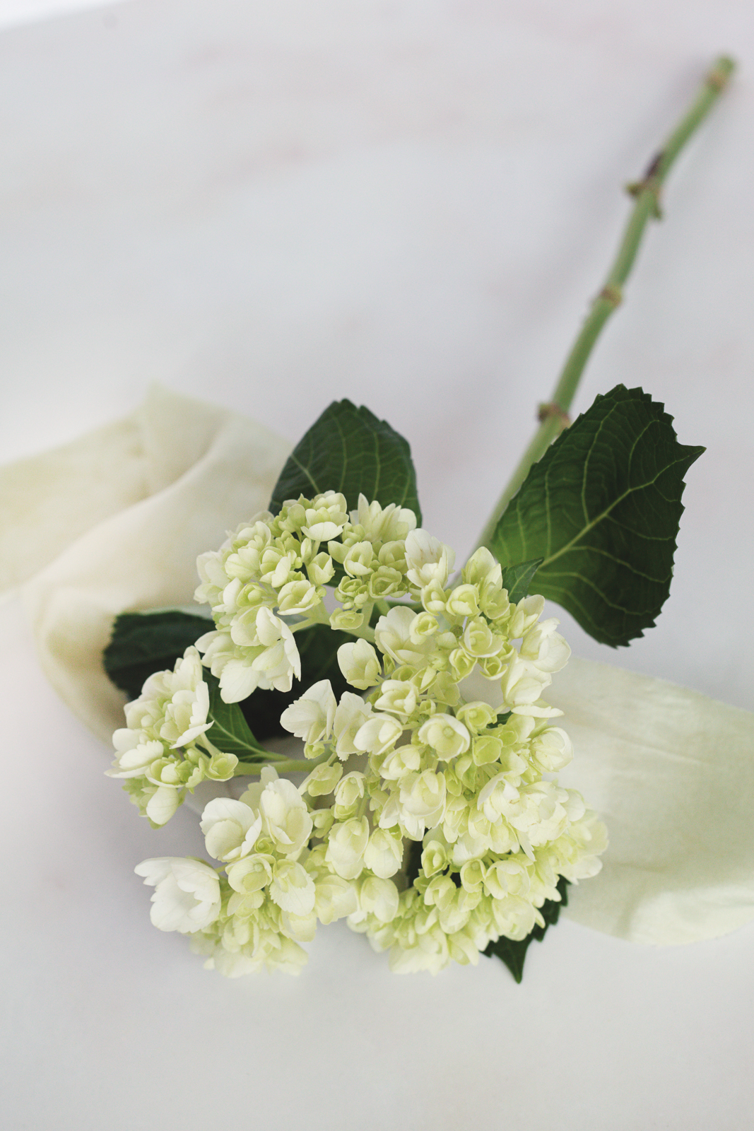 Hydrangea, wedding flower