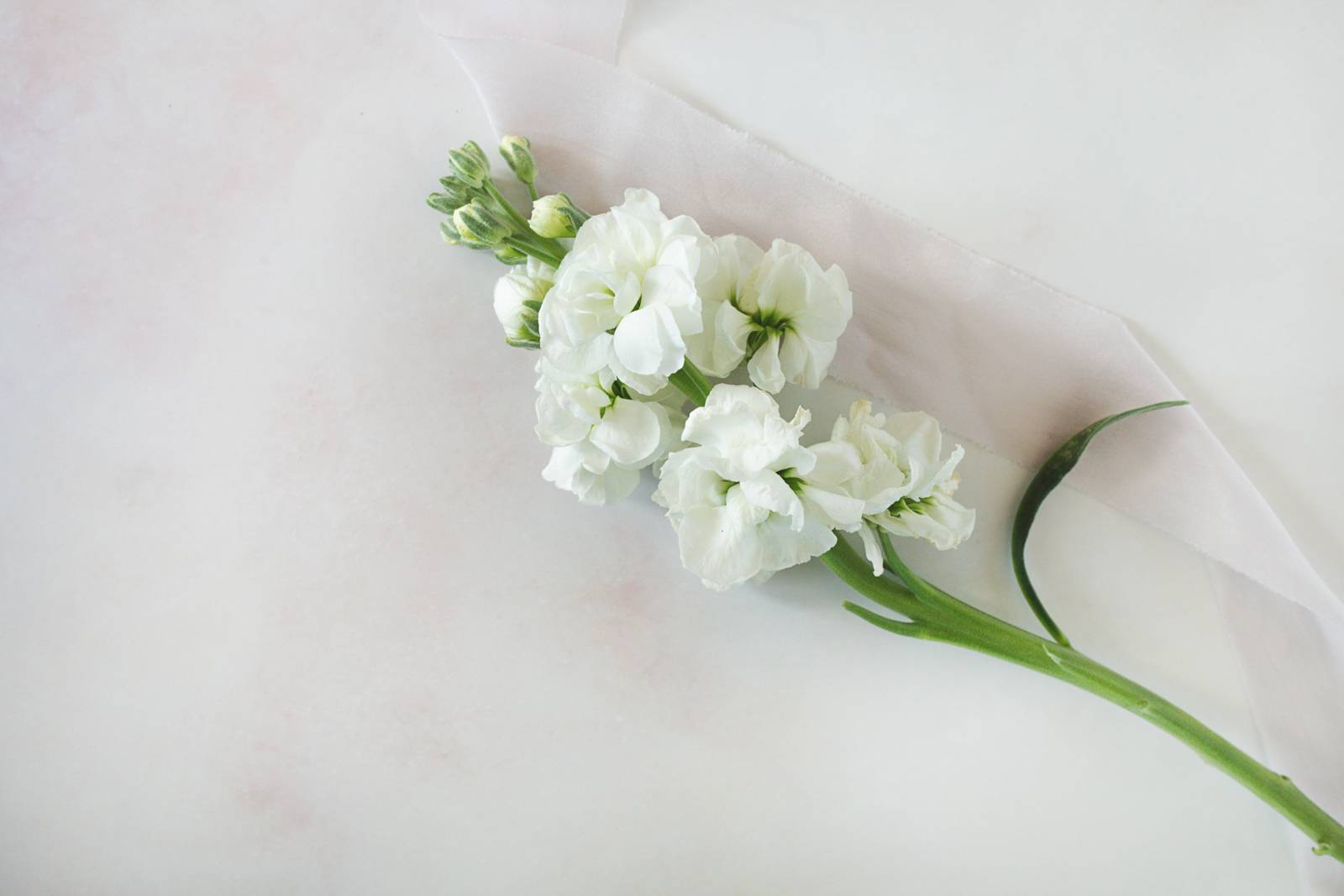 Stock, wedding flower