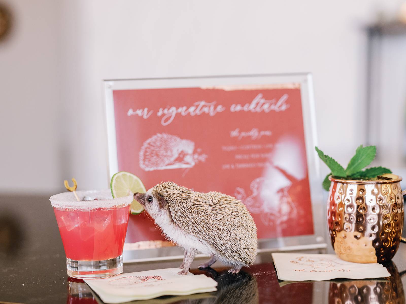 Wedding Drinks and Pet Hedgehog