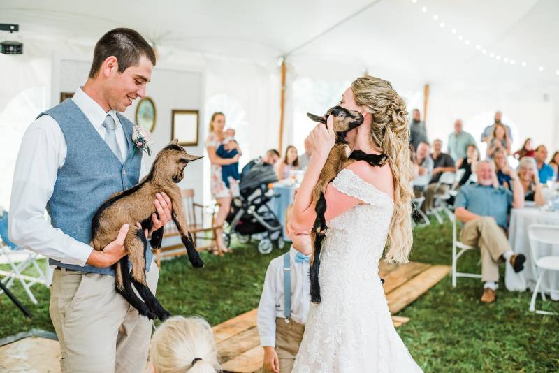 Couple surprised by baby goats at wedding reception