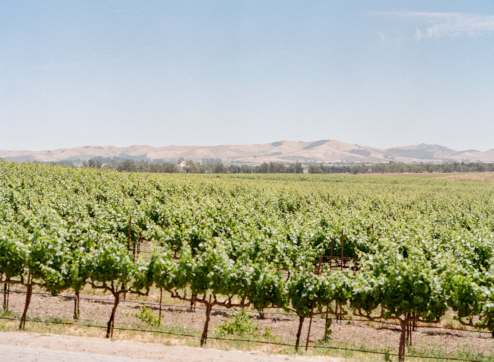 Stanly Ranch Wedding in Napa, California