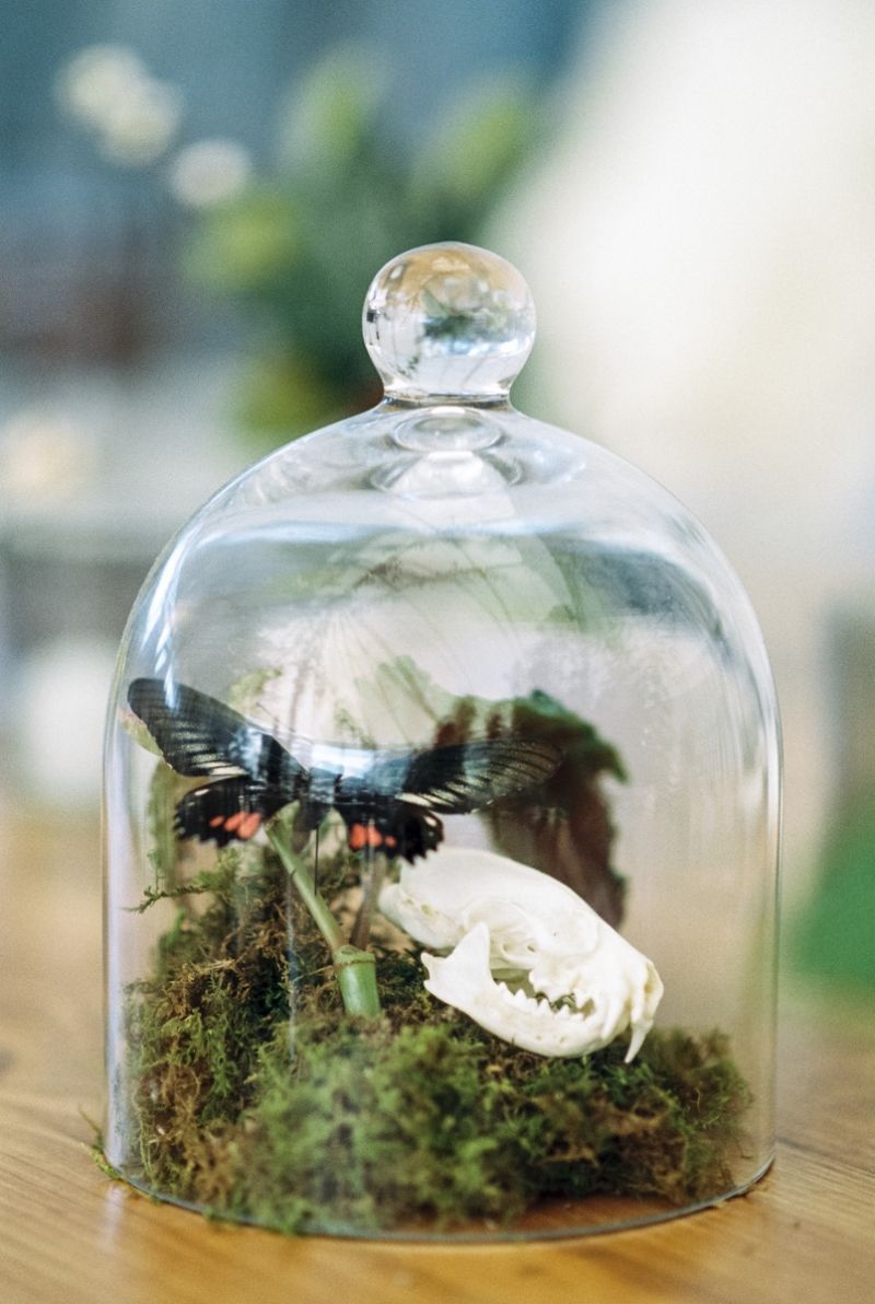 Bell jar with butterfly