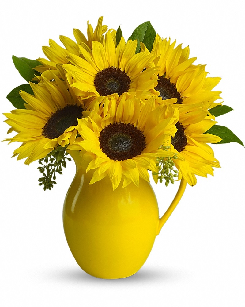 Sunny Day Pitcher Of Sunflowers Bouquet  - Congratulations Flowers by In Full Bloom Winnipeg