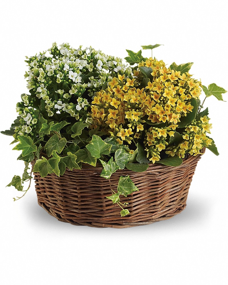 Basket Of Joy Bouquet - Birthday Flowers by In Full Bloom Winnipeg