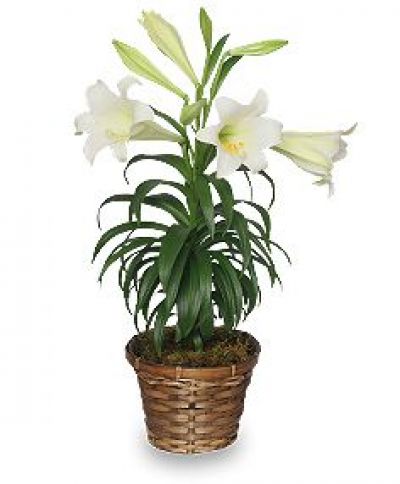 Traditional Easter Lily Plant Bouquet  - Spring & Easter Flowers by In Full Bloom Winnipeg