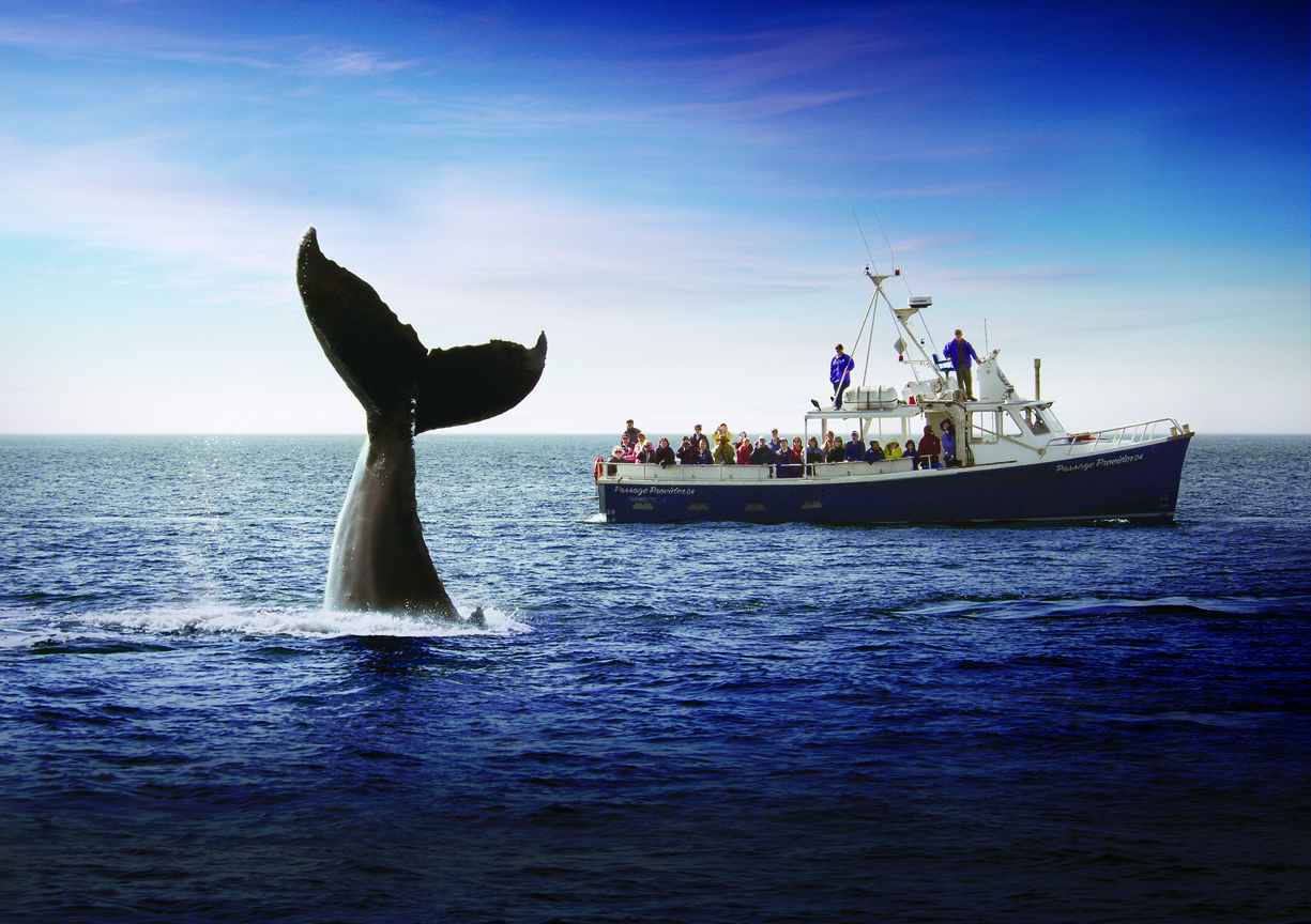 Whale Watching in the Bay of Fundy