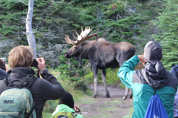 Moose among the wildlife you can spot on the Cabot Trail