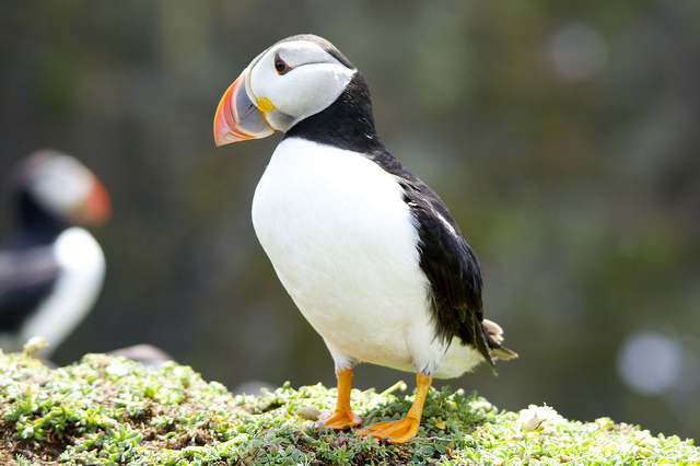 Puffin, Donelda's Puffin Island Boat Tour, Things to do in Nova Scotia, Boat Tours