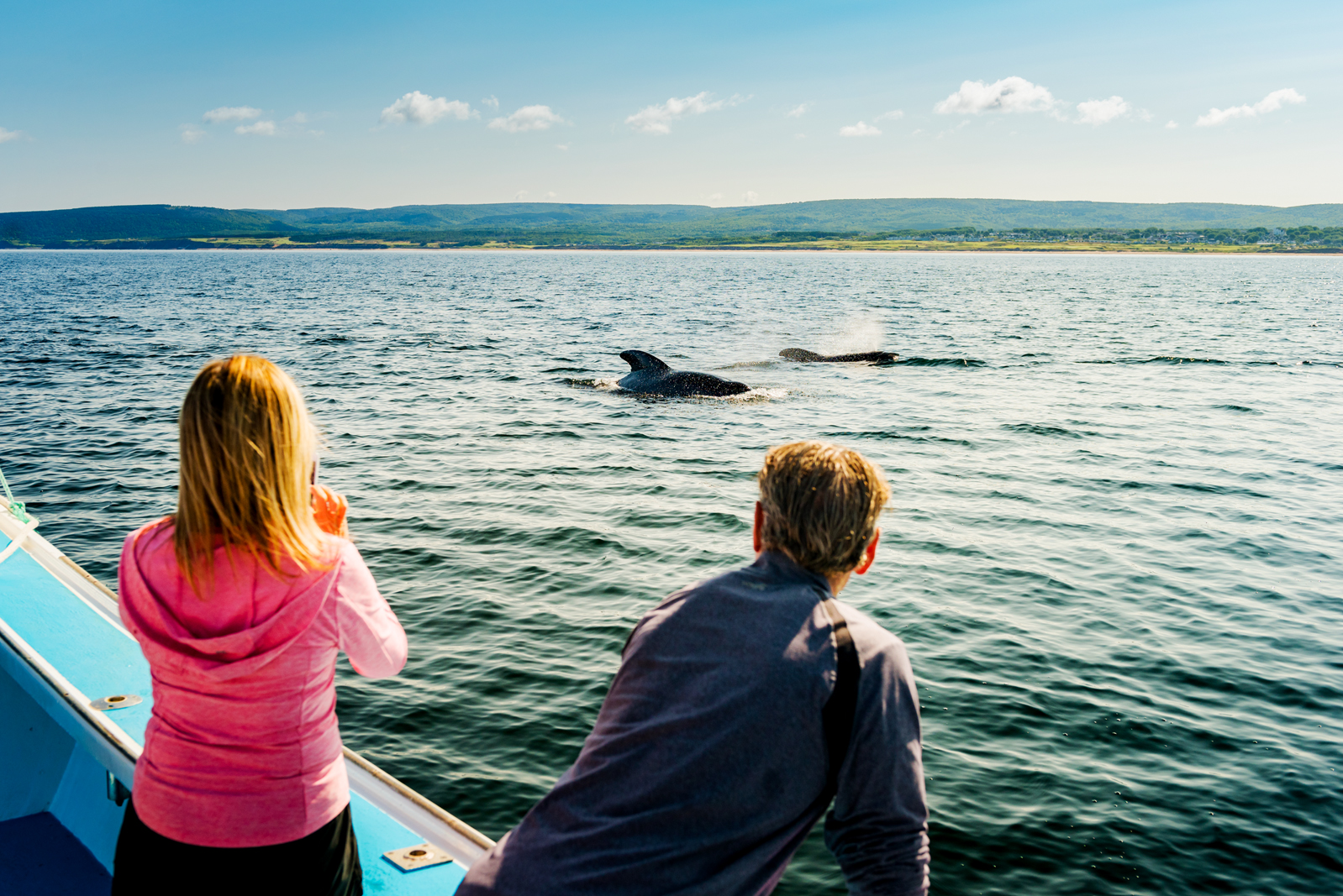 Whale watching in Pleasant Bay, Nova Scotia