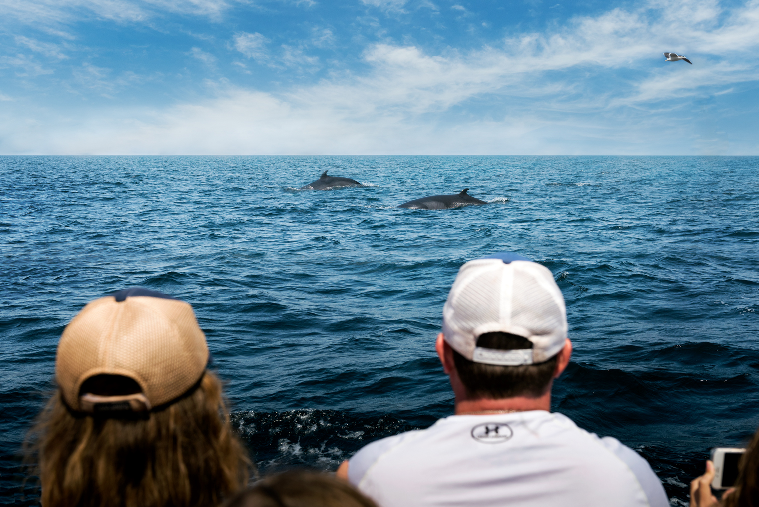 Whale Watching in Cape Breton