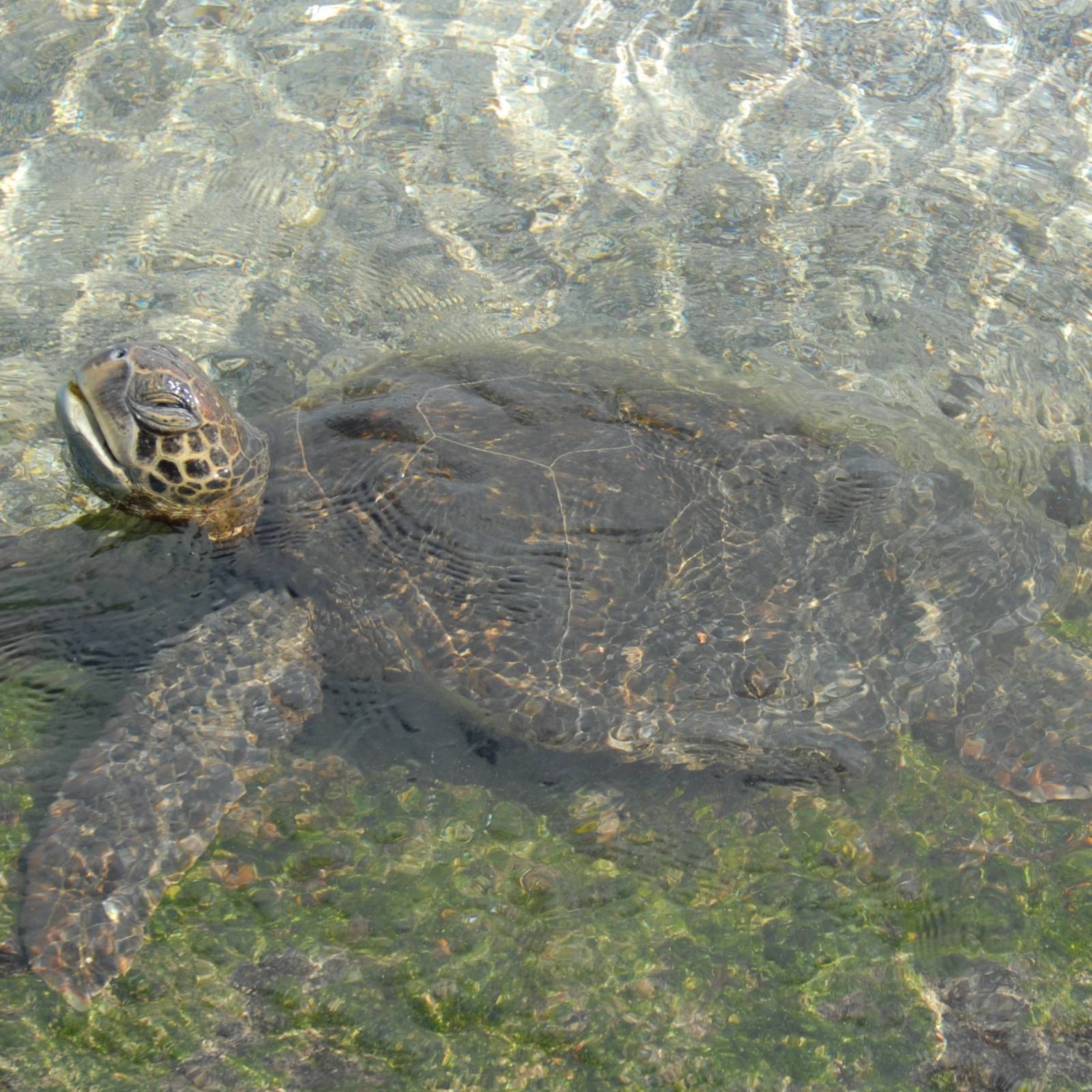 A Visual Celebration of Our Natural World - Galapagos Turtles