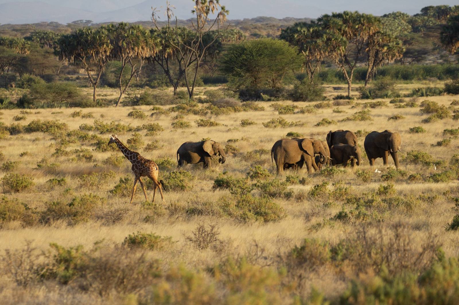 soul in safari