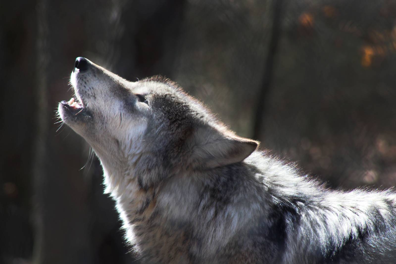 canadian wolf