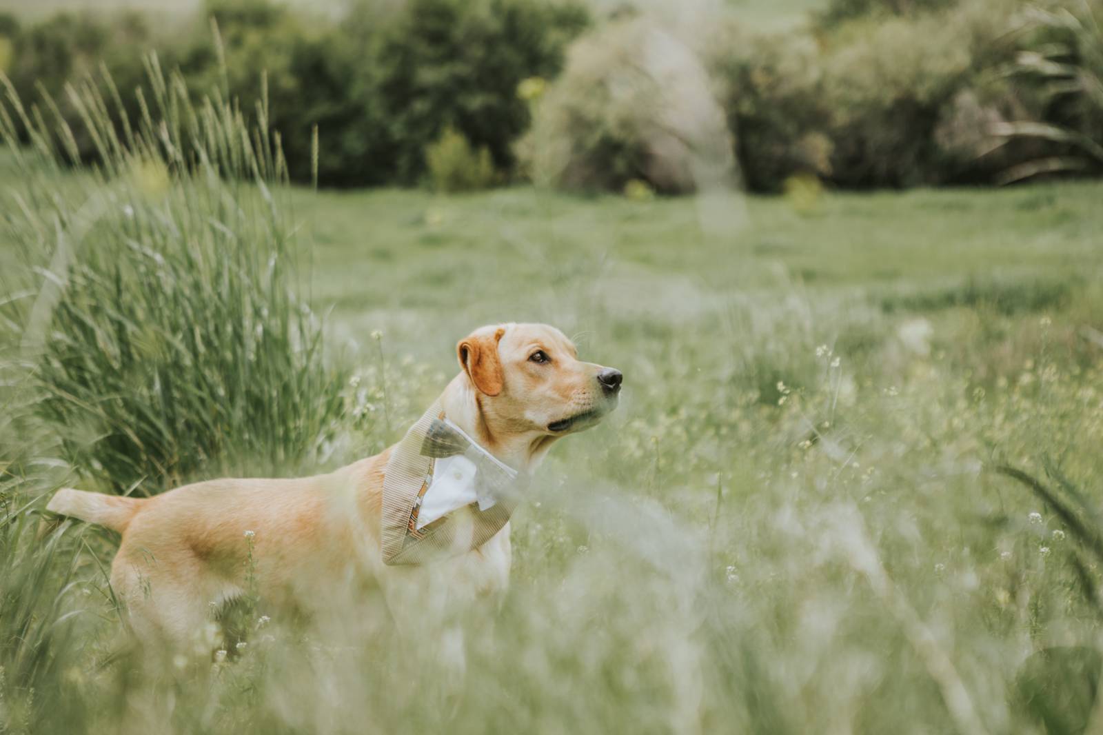 Eclectic Wedding At Willow Creek Cabin White Sulphur Springs