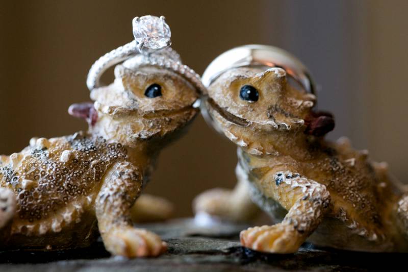 Wedding rings on two frogs
