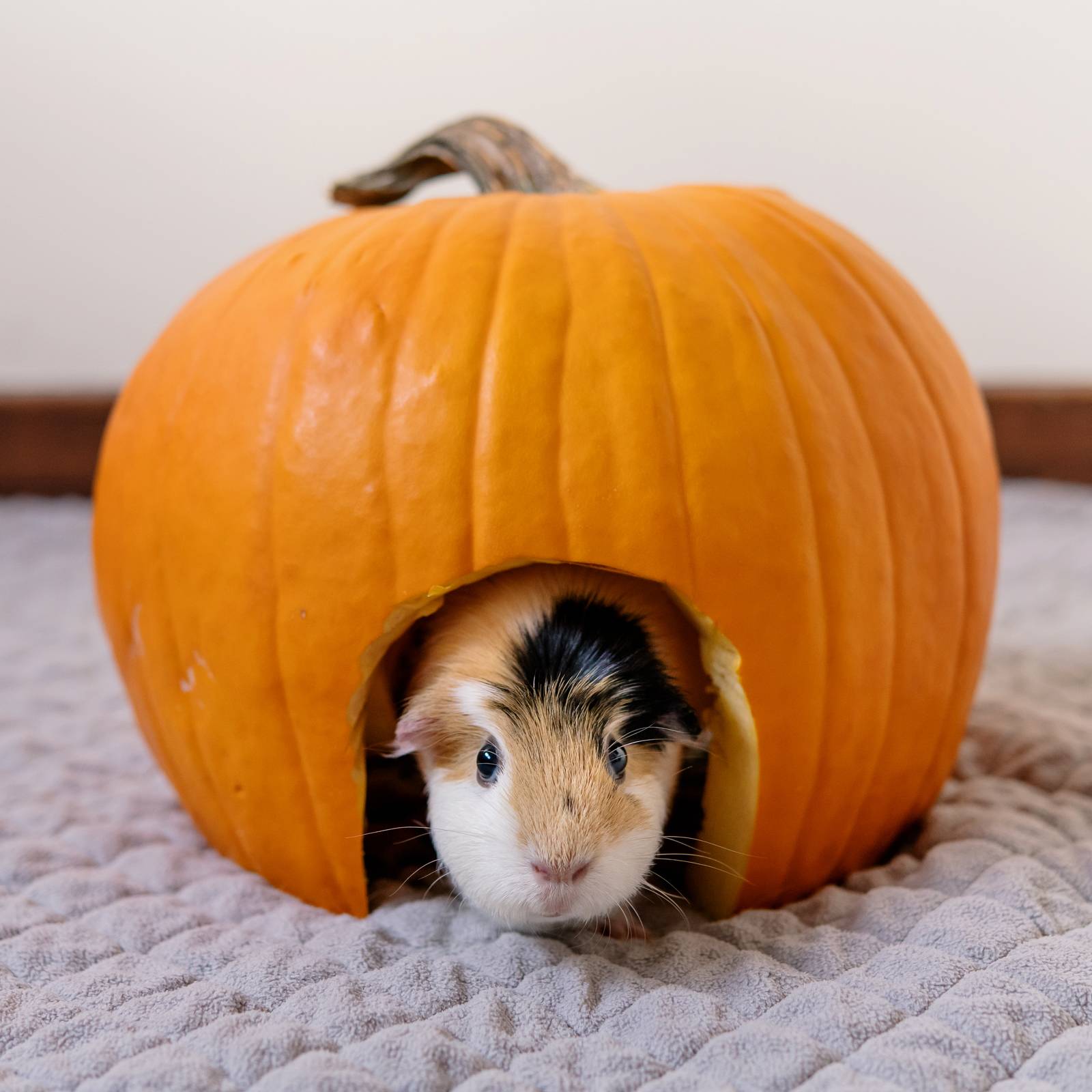 are guinea pigs allowed pumpkin